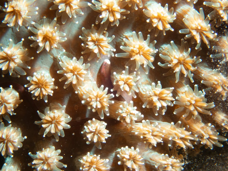 ภาพประกอบของ ปลาจิ้มฟันจระเข้ brauni (Bulbonaricus brauni)