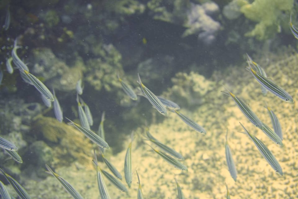 ภาพประกอบของ ปลาสีกุนทะเล striata (Caesio striata)