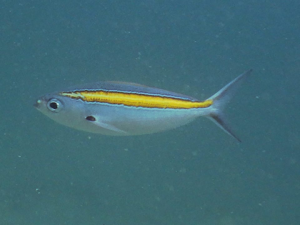 ภาพประกอบของ ปลาสีกุนทะเล xanthalytos (Caesio xanthalytos)