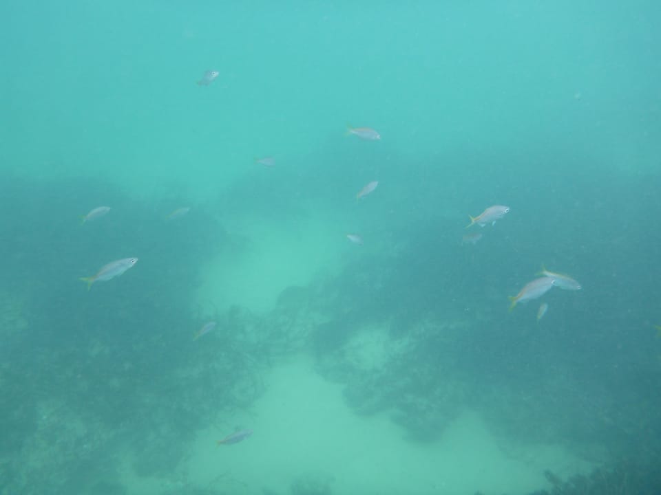 ภาพประกอบของ ปลาทะเล theagenes (Caesioscorpis theagenes)