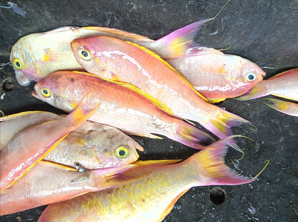 ภาพประกอบของ ปลา japonicus (Callanthias japonicus)