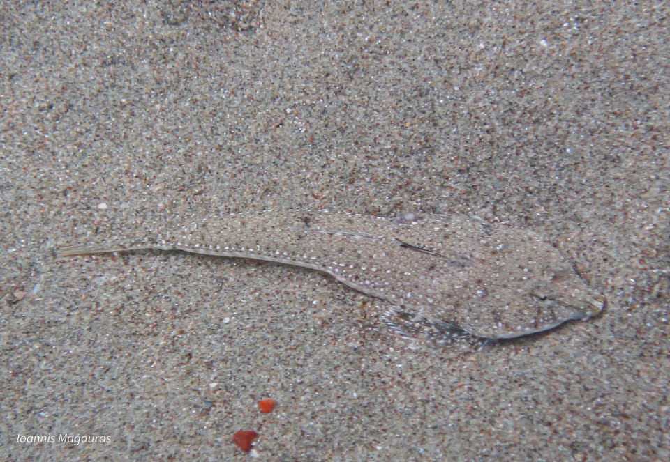 ภาพประกอบของ ปลามังกรน้อยครีบใบเรือ (Callionymus pusillus)