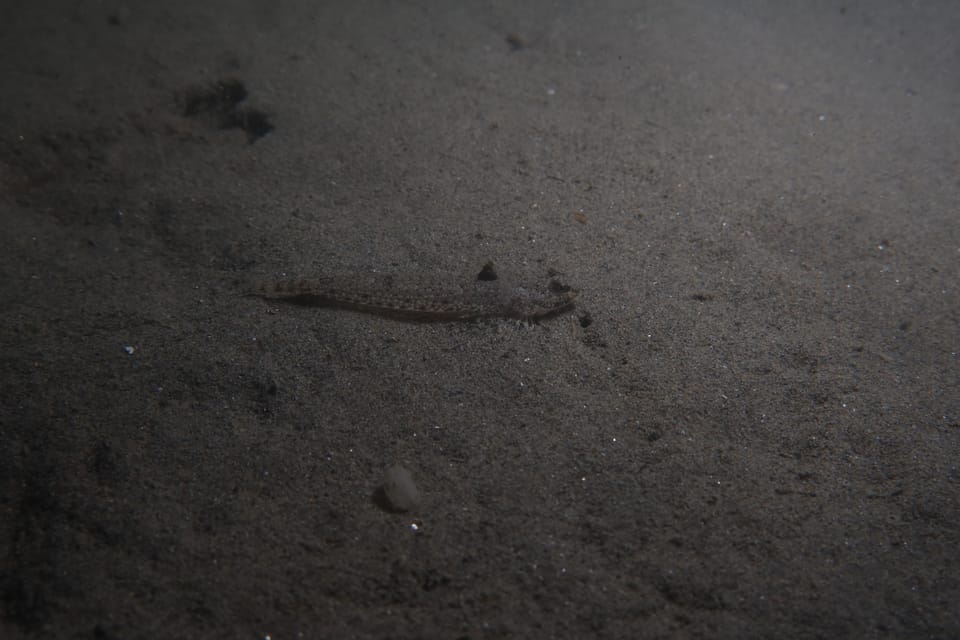 ภาพประกอบของ ปลามังกรน้อย risso (Callionymus risso)