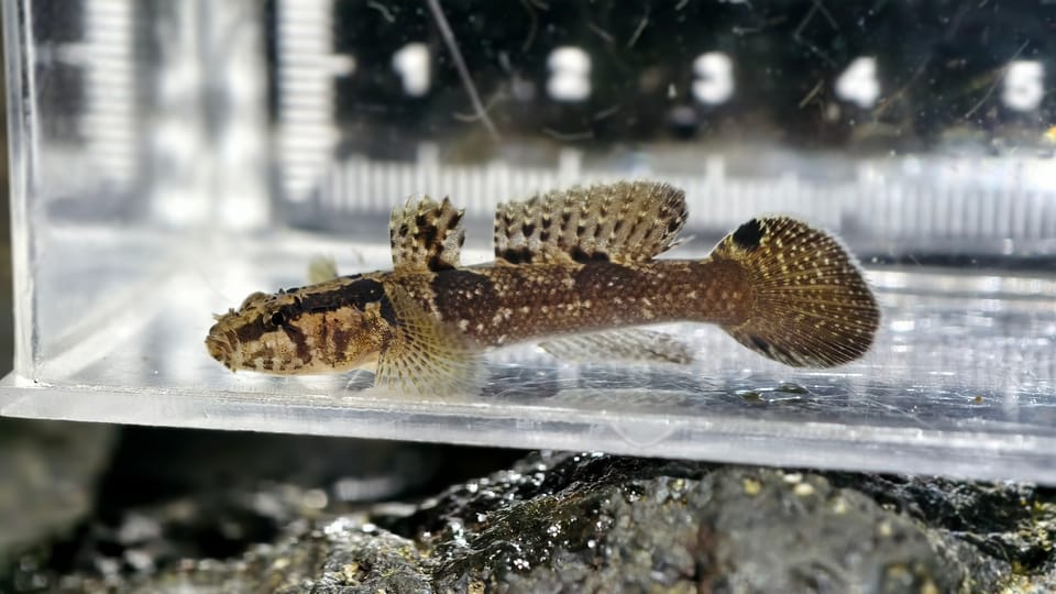 ภาพประกอบของ ปลาบู่บู่ (Callogobius hasseltii)