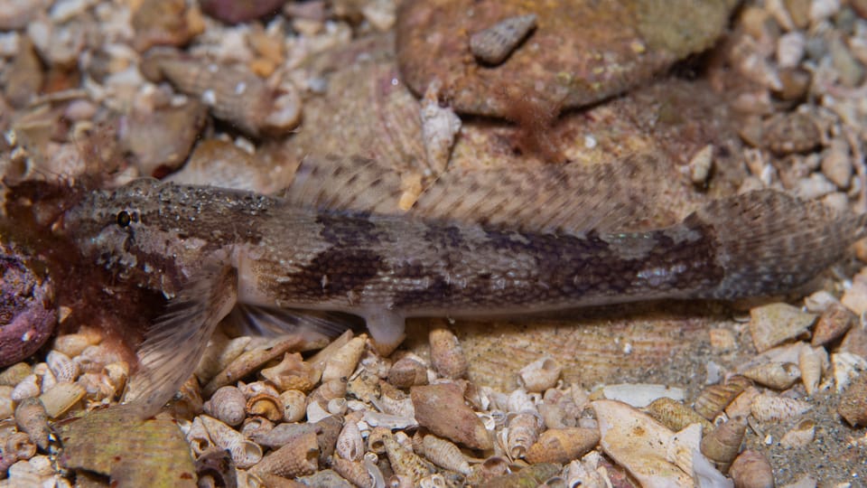 ภาพประกอบของ ปลาบู่บู่ (Callogobius mucosus)