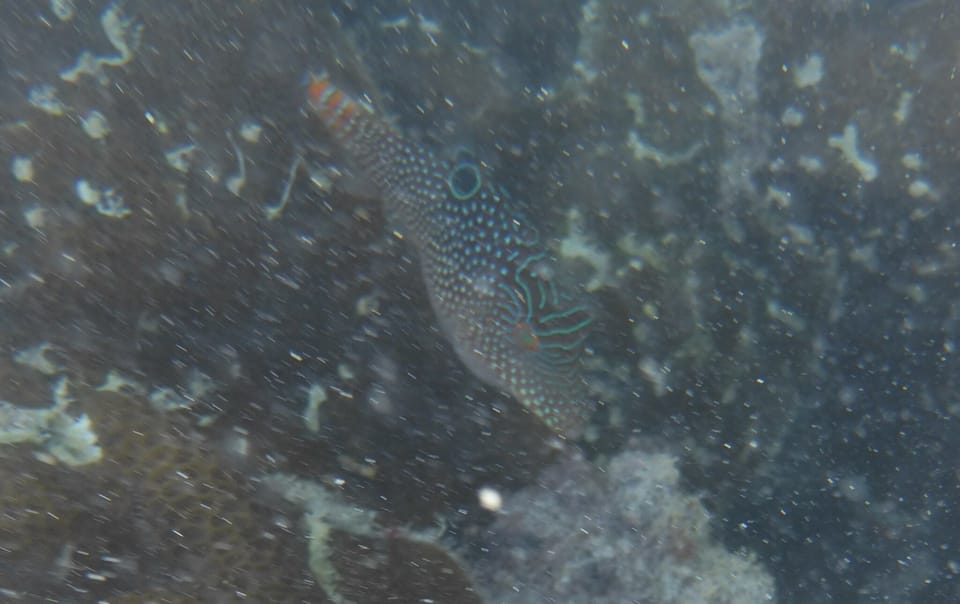 ภาพประกอบของ ปลาปักเป้าจมูกแหลม (Canthigaster petersii)