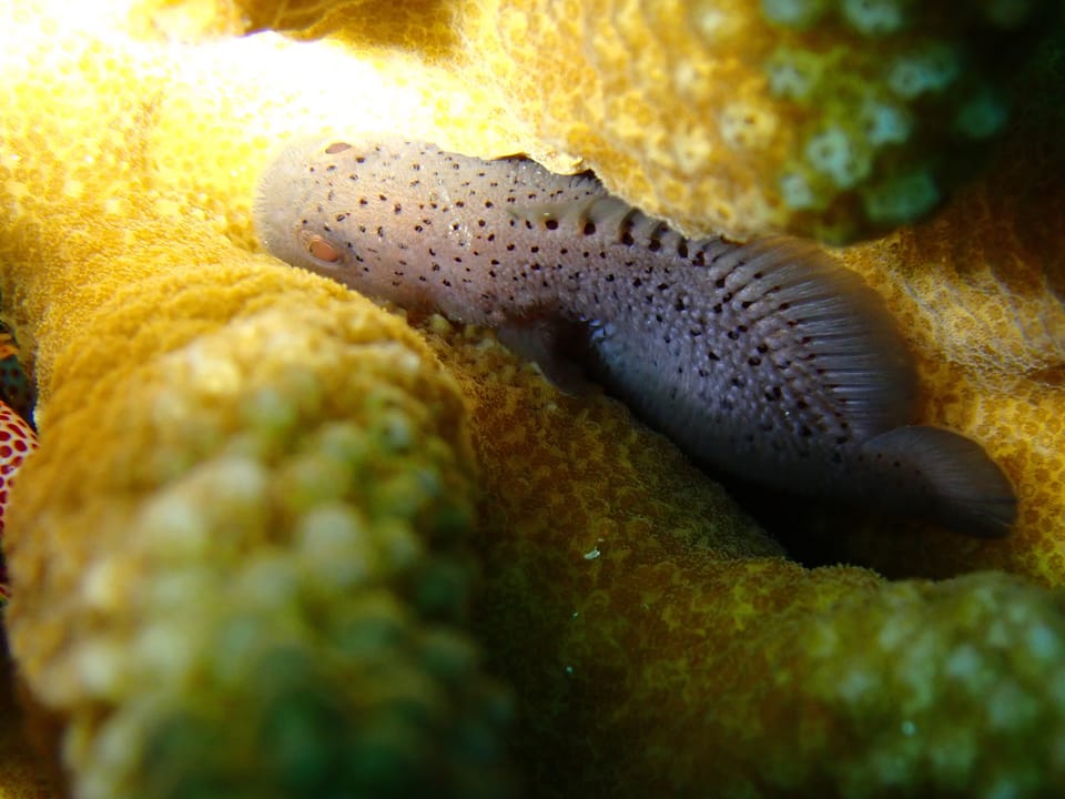 ภาพประกอบของ ปลาแมงป่องแดงสดลายจุด (Caracanthus maculatus)