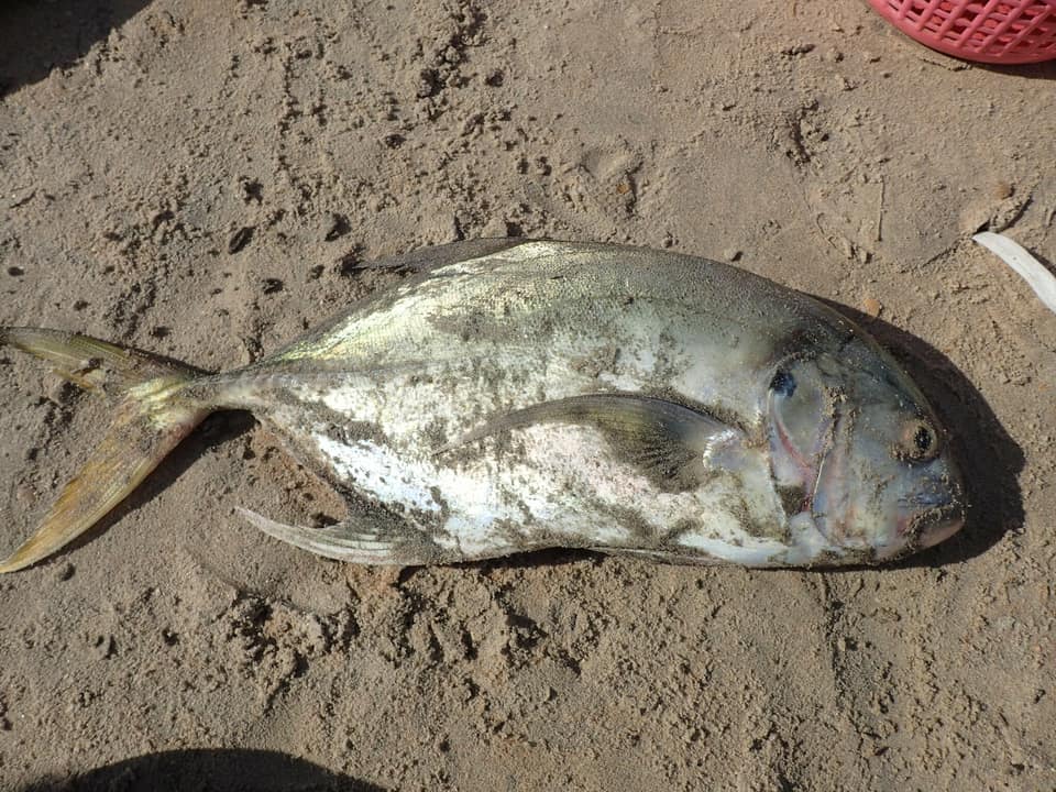 ภาพประกอบของ ปลา fischeri (Caranx fischeri)