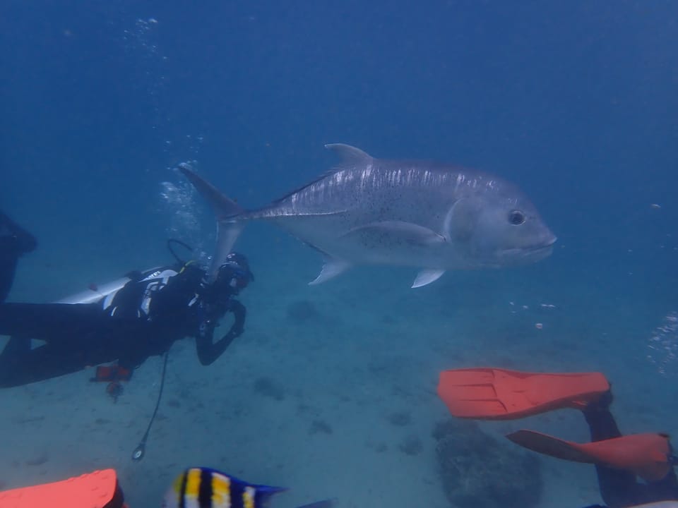ภาพประกอบของ ปลา ignobilis (Caranx ignobilis)
