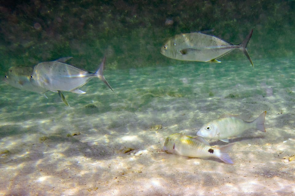 ภาพประกอบของ ปลา papuensis (Caranx papuensis)