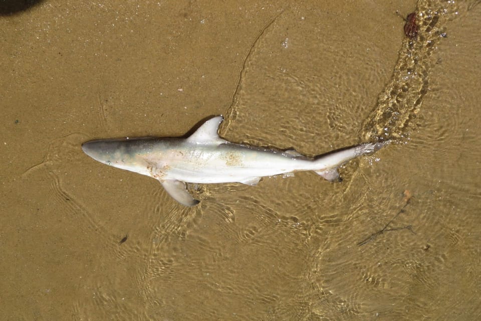 ภาพประกอบของ ปลา tilstoni (Carcharhinus tilstoni)