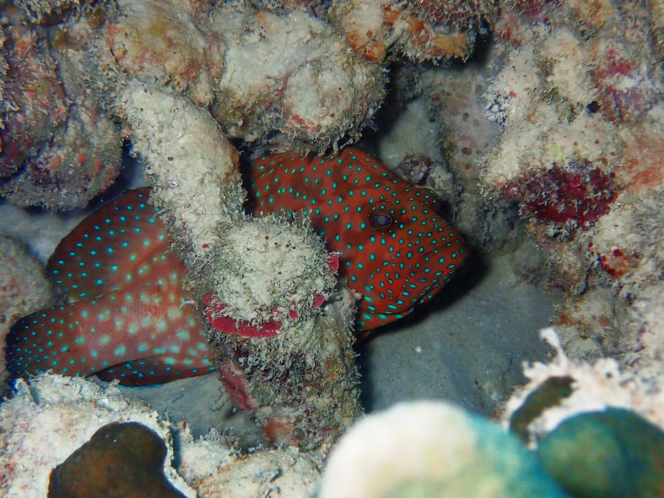ภาพประกอบของ ปลากะรังจุดน้ำเงิน (Cephalopholis cyanostigma)