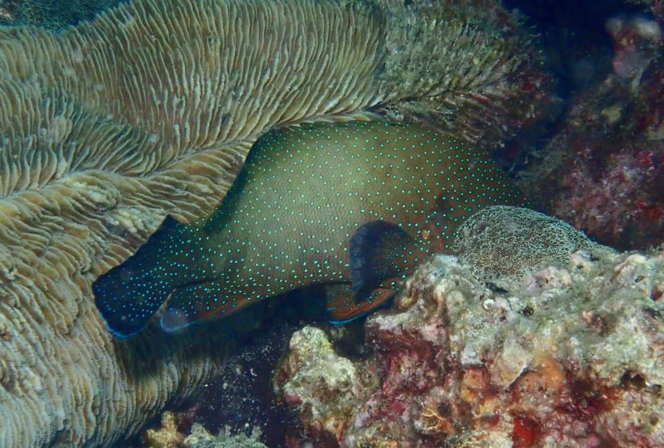 ภาพประกอบของ ปลากะรังดาว (Cephalopholis polyspila)
