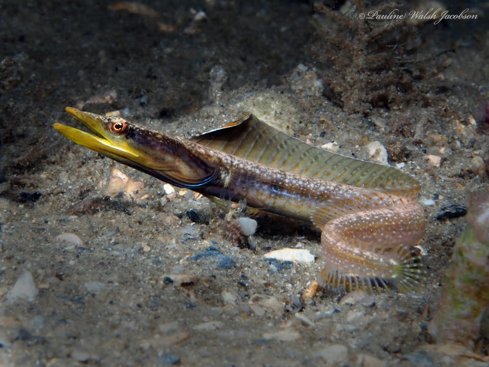 ภาพประกอบของ ปลา ocellata (Chaenopsis ocellata)