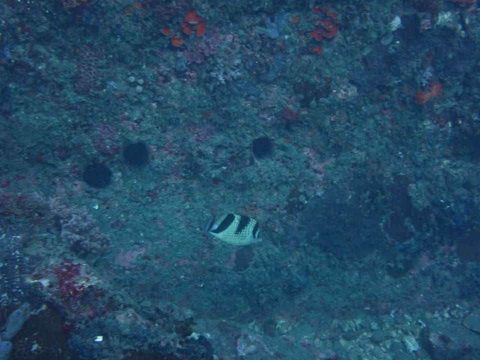 ภาพประกอบของ ปลาผีเสื้อ argentatus (Chaetodon argentatus)
