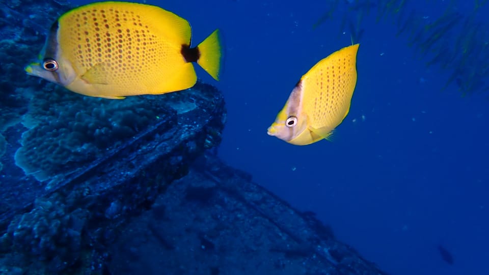 ภาพประกอบของ ปลาผีเสื้อเหลืองมะนาว (Chaetodon miliaris)