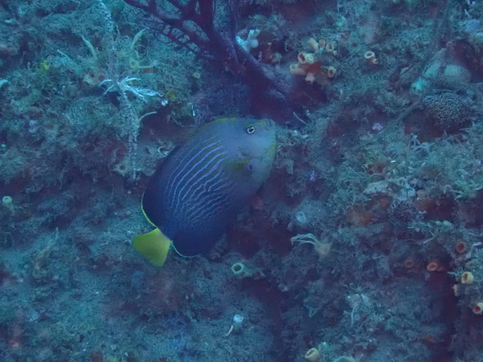 ภาพประกอบของ ปลาสินสมุทร cephalareticulatus (Chaetodontoplus cephalareticulatus)