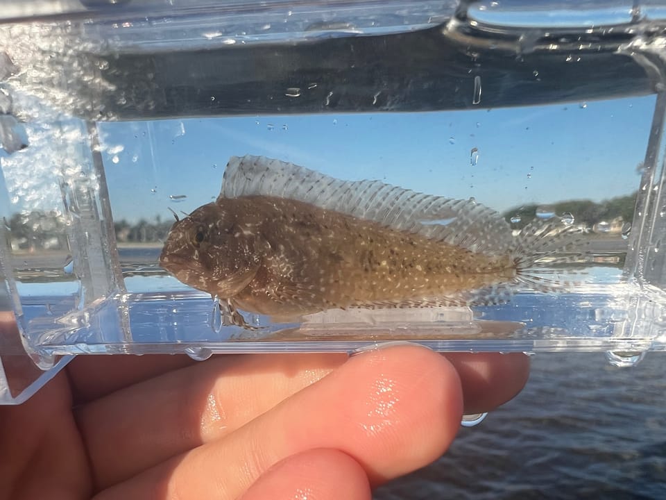 ภาพประกอบของ ปลาตั๊กแตนหินตั๊กแตนหิน (Chasmodes saburrae)