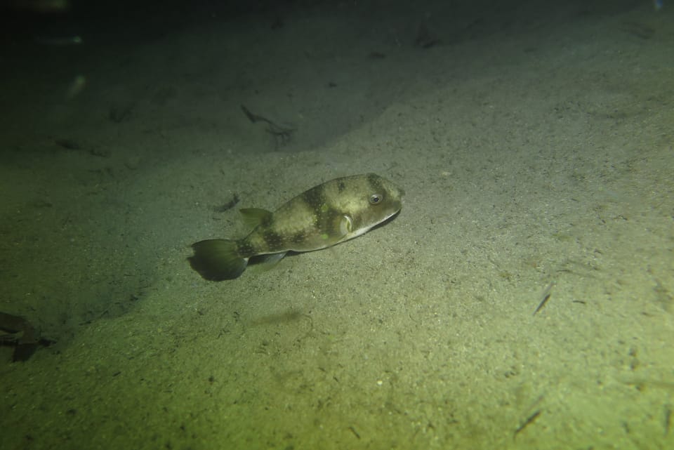 ภาพประกอบของ ปลาปักเป้าจุดฟ้า (Chelonodon laticeps)