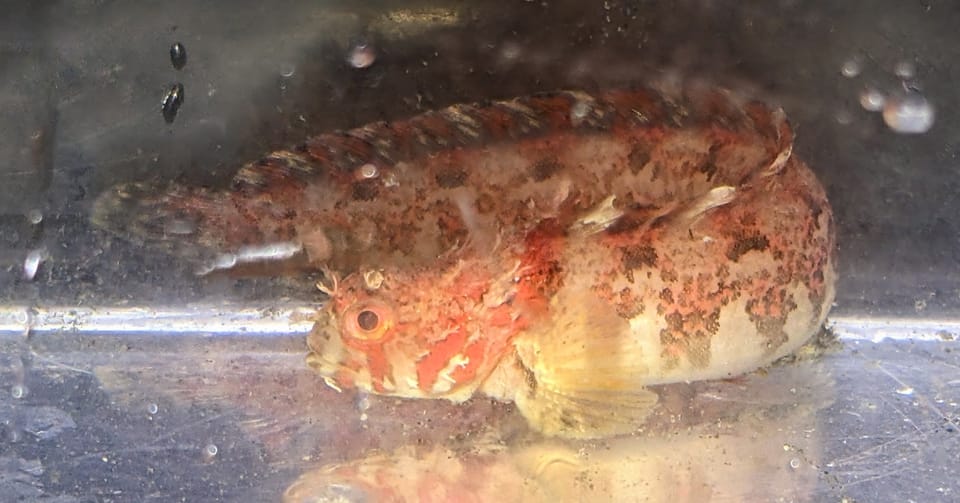 ภาพประกอบของ ปลา nugator (Chirolophis nugator)