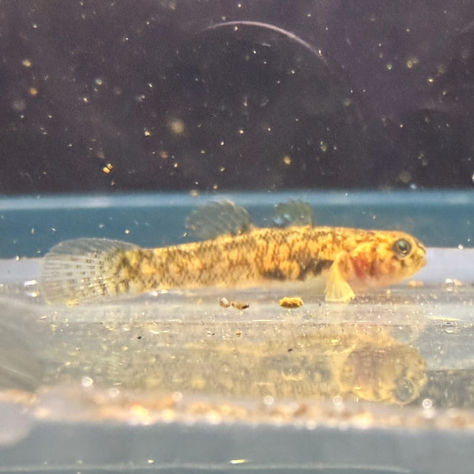 ภาพประกอบของ ปลาบู่บู่ (Chlamydogobius ranunculus)