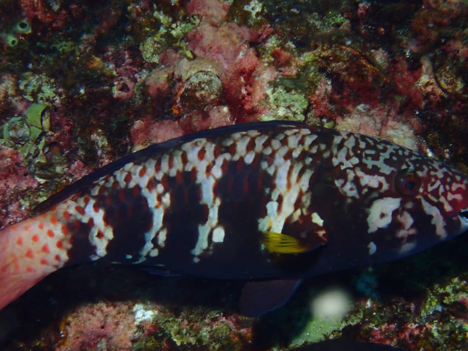 ภาพประกอบของ ปลานกแก้วแก้มขีด (Chlorurus capistratoides)