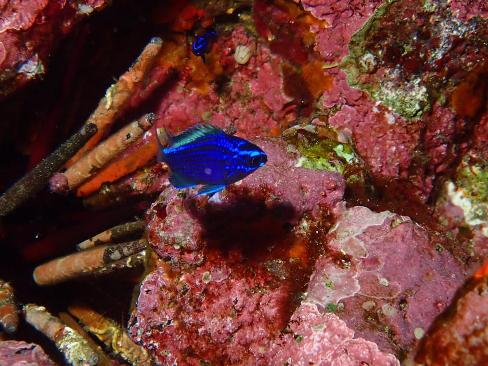 ภาพประกอบของ ปลาสลิดหินเขียว alta (Chromis alta)