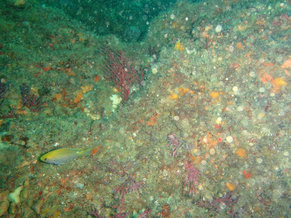 ภาพประกอบของ ปลาสลิดหินเขียวจุดฟ้า (Chromis dasygenys)