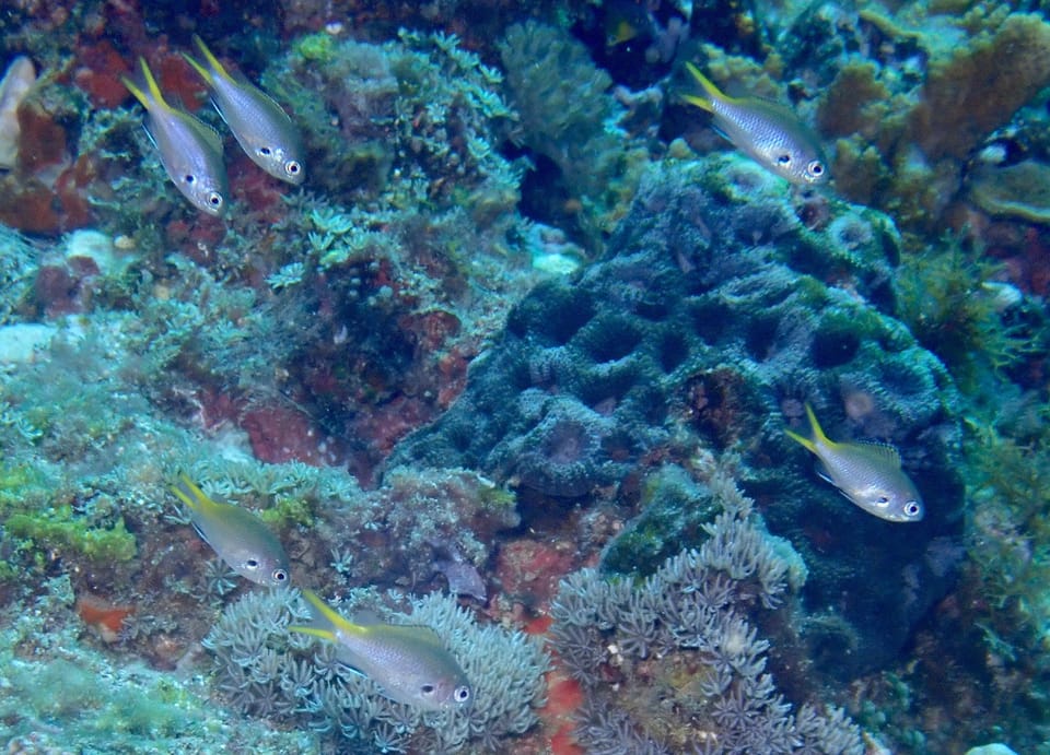 ภาพประกอบของ ปลาสลิดหินเขียวแนวปะการัง (Chromis kennensis)