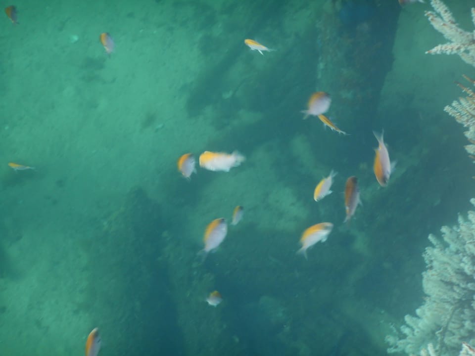 ภาพประกอบของ ปลาสลิดหินเขียวดำ (Chromis klunzingeri)