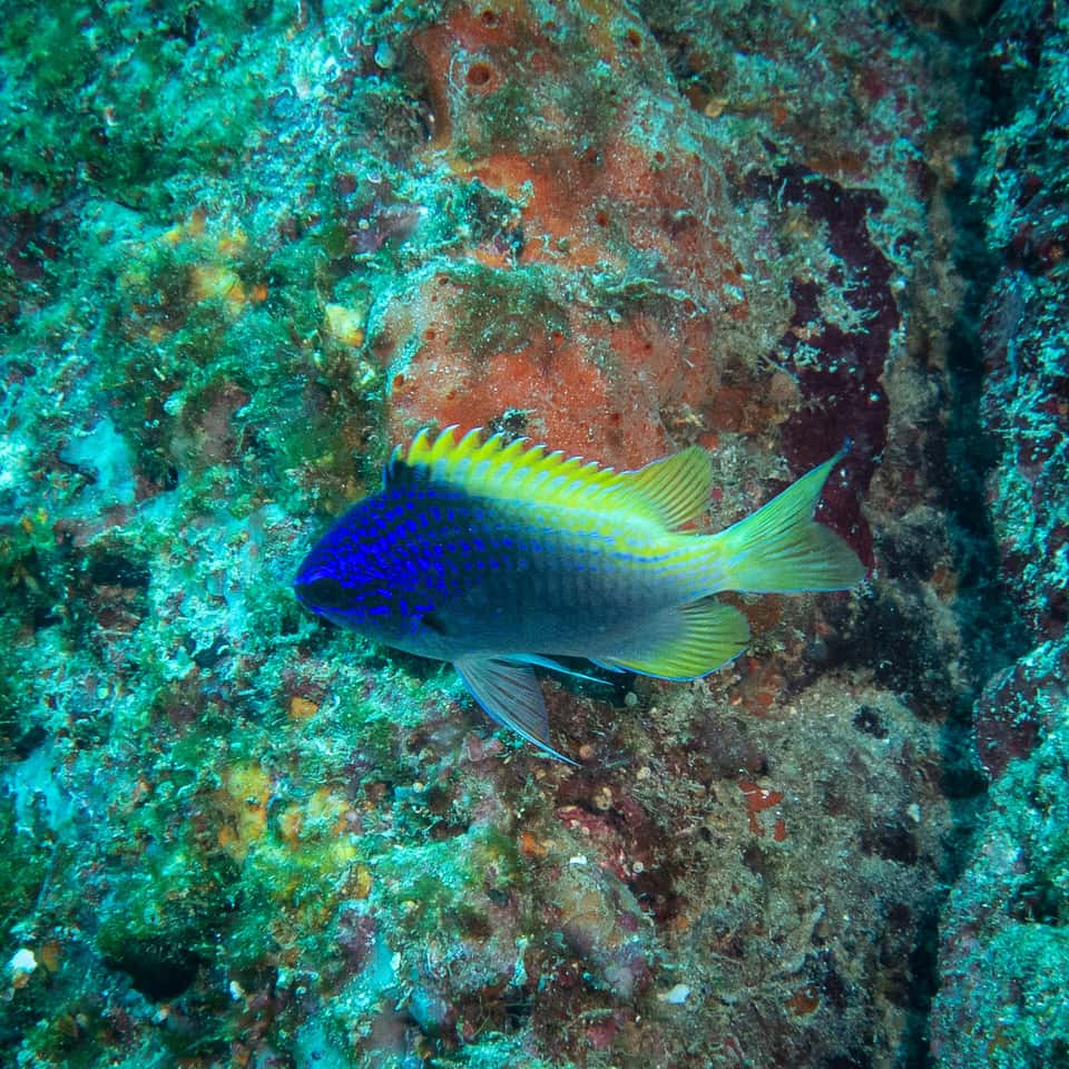 ภาพประกอบของ ปลาสลิดหินเขียวน้ำเงิน (Chromis limbaughi)