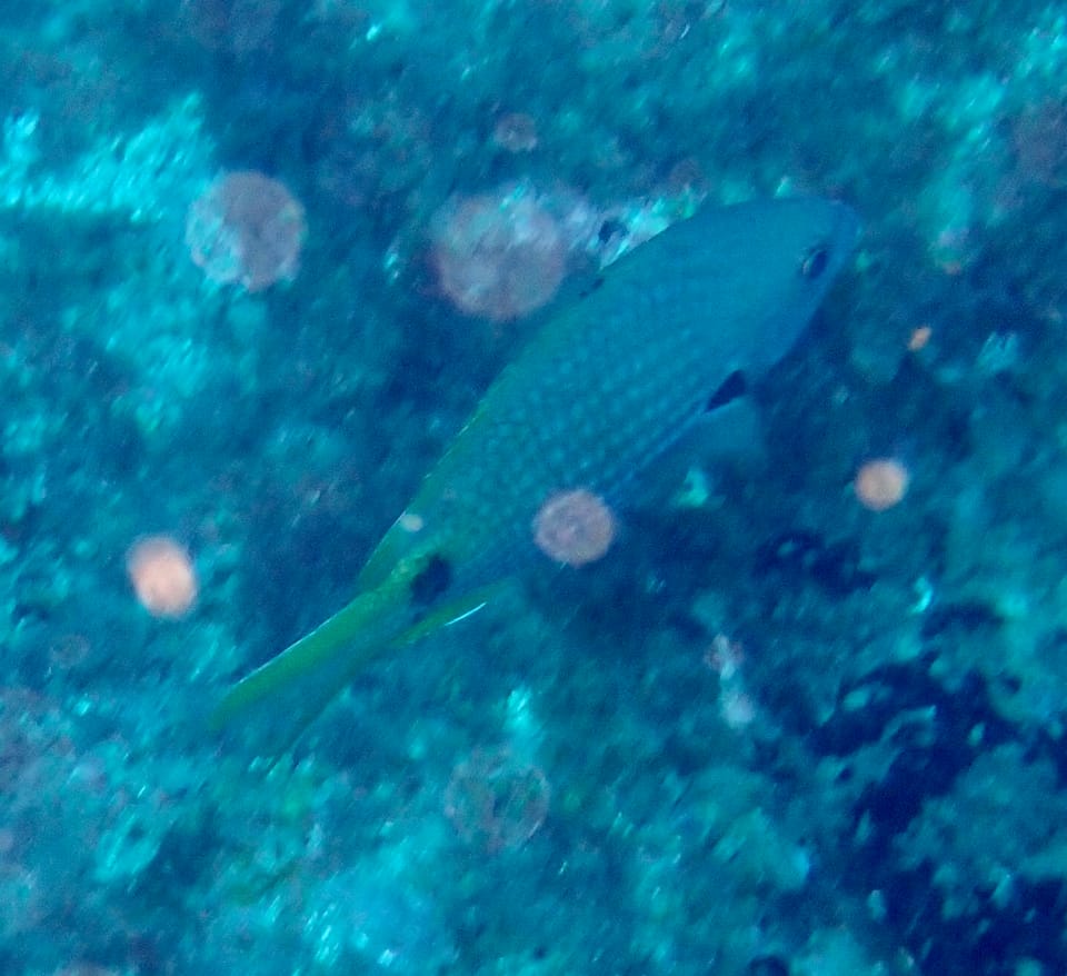 ภาพประกอบของ ปลาสลิดหินเขียว lubbocki (Chromis lubbocki)