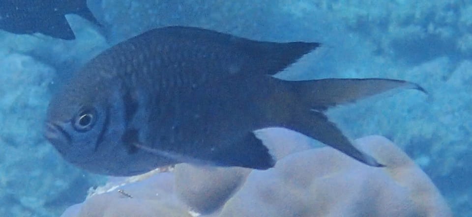 ภาพประกอบของ ปลาสลิดหินฟ้า (Chromis opercularis)