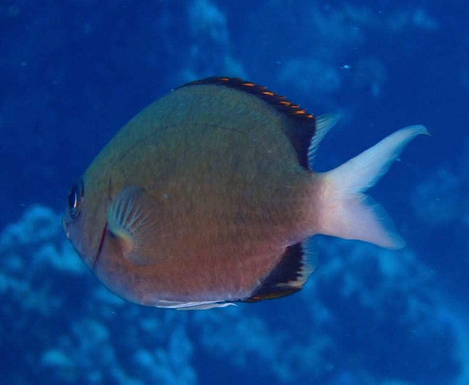ภาพประกอบของ ปลาสลิดหินเขียว pembae (Chromis pembae)