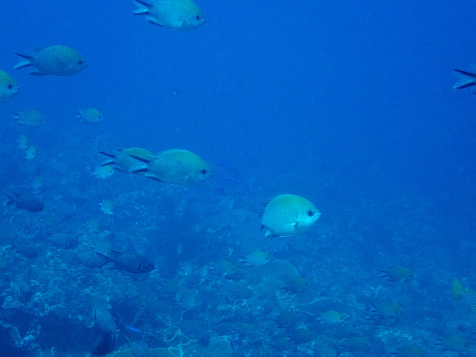 ภาพประกอบของ ปลาสลิดหินเขียว scotochiloptera (Chromis scotochiloptera)