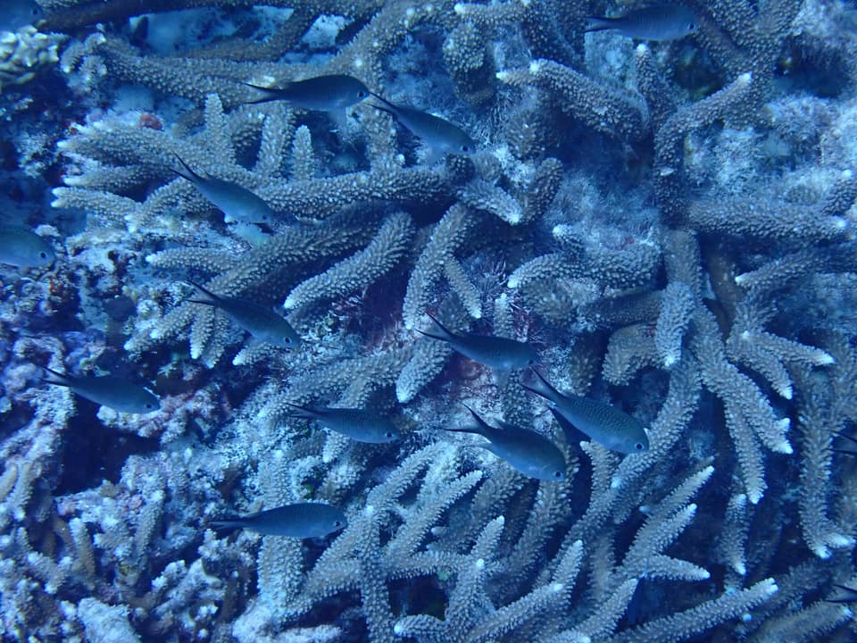 ภาพประกอบของ ปลาสลิดหินเขียวน้ำเงิน (Chromis ternatensis)