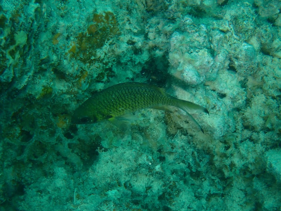 ภาพประกอบของ ปลาสลิดหินเขียว weberi (Chromis weberi)