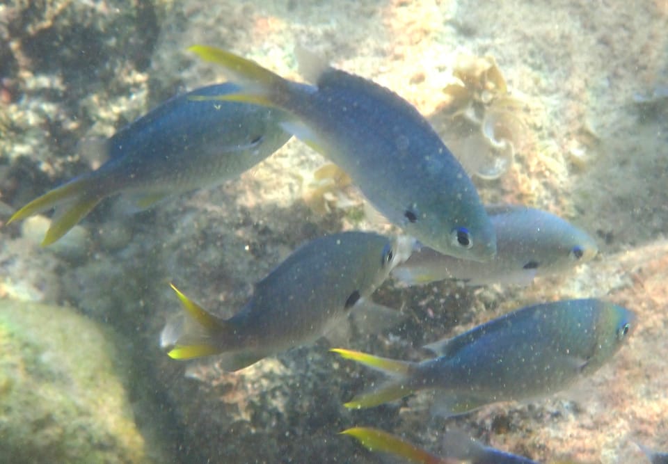 ภาพประกอบของ ปลาสลิดหินเขียวอาระเบีย (Chromis xanthopterygia)