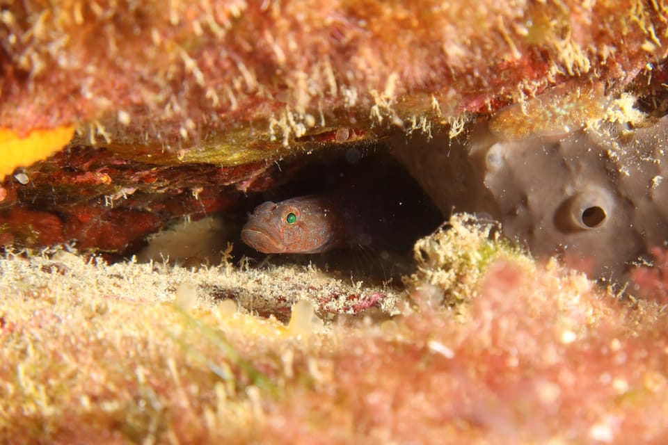 ภาพประกอบของ ปลาบู่บู่ (Chromogobius britoi)