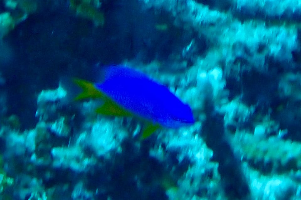 ภาพประกอบของ ปลาสลิดหินฟ้า (Chrysiptera hemicyanea)