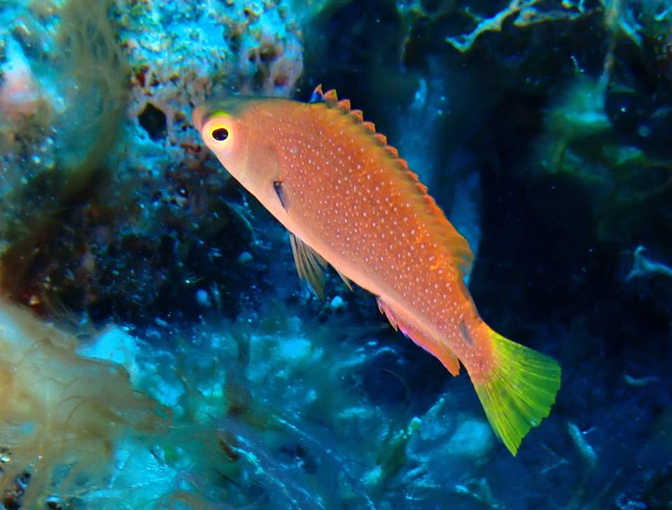 ภาพประกอบของ ปลานกขุนทองนางฟ้าดำ (Cirrhilabrus punctatus)