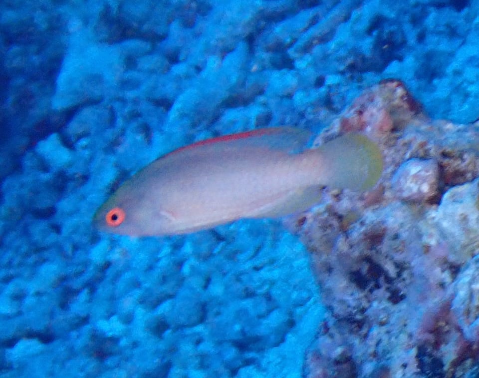 ภาพประกอบของ ปลานกขุนทองนางฟ้าชมพู (Cirrhilabrus rubrimarginatus)