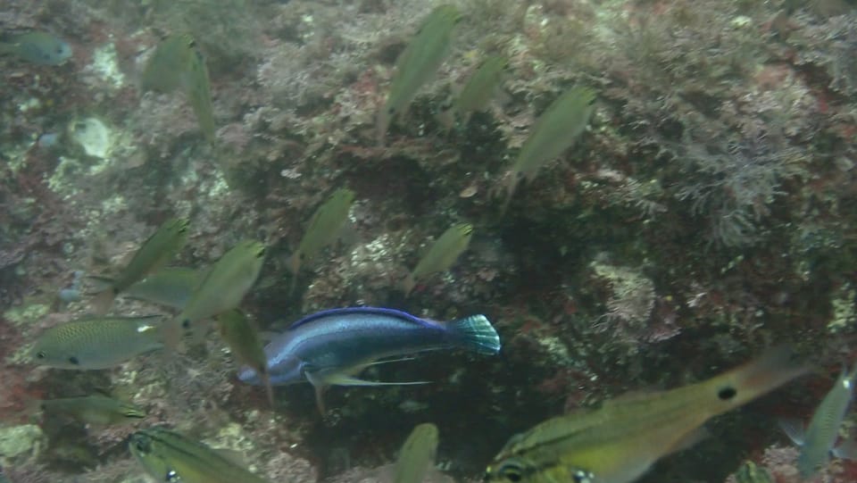 ภาพประกอบของ ปลานกขุนทองนางฟ้า temminckii (Cirrhilabrus temminckii)
