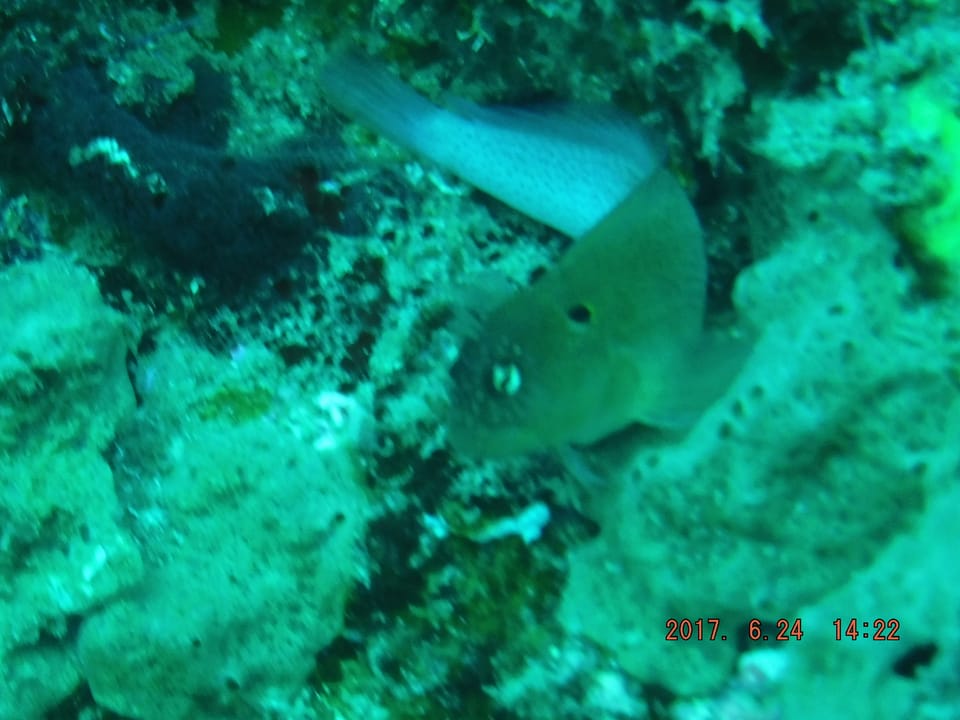 ภาพประกอบของ ปลาตั๊กแตนหินตั๊กแตนหิน (Cirripectes auritus)