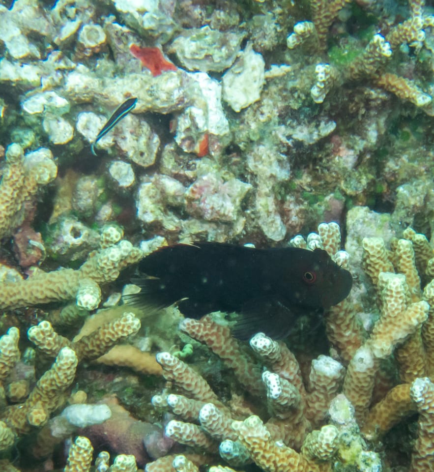 ภาพประกอบของ ปลาตั๊กแตนหินลายจุดตั๊กแตนหิน (Cirripectes springeri)