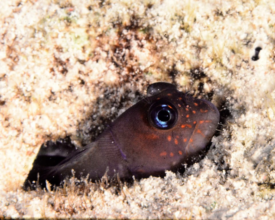 ภาพประกอบของ ปลาตั๊กแตนหินลายบั้งตั๊กแตนหิน (Cirripectes variolosus)