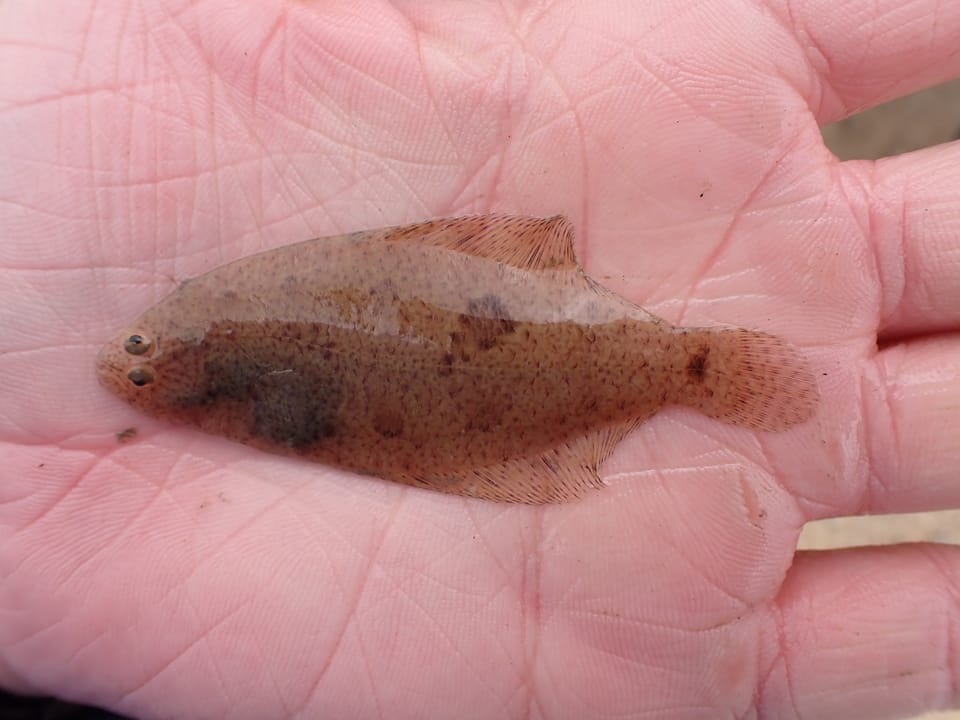 ภาพประกอบของ ปลา spilopterus (Citharichthys spilopterus)