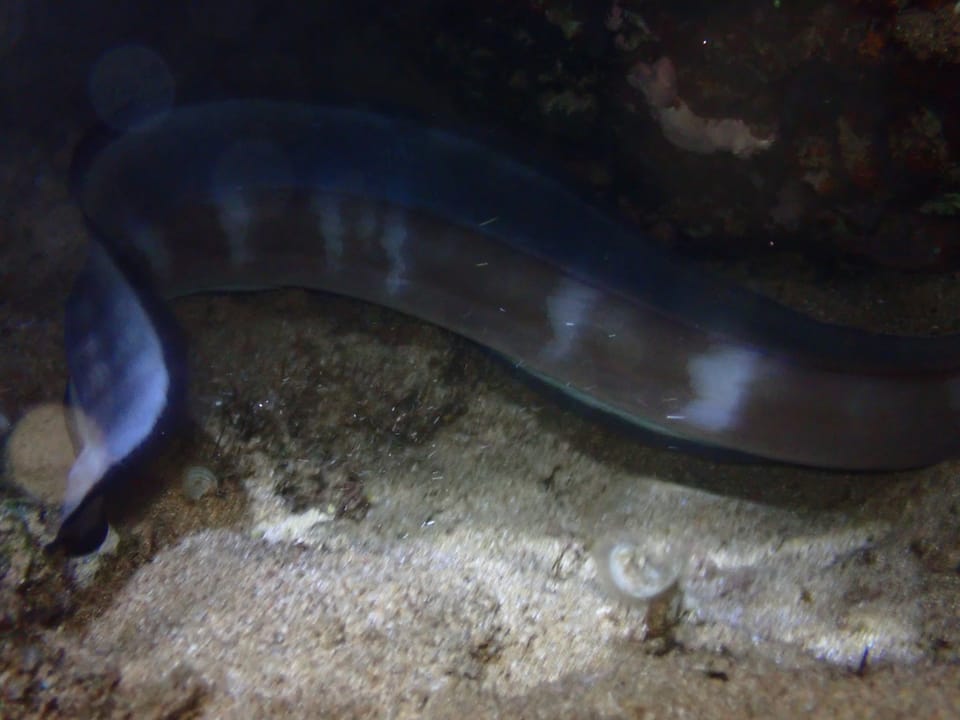 ภาพประกอบของ ปลา marginatus (Conger marginatus)