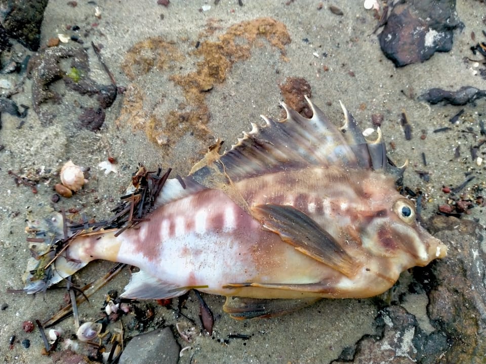 ภาพประกอบของ ปลา leucopaecilus (Congiopodus leucopaecilus)