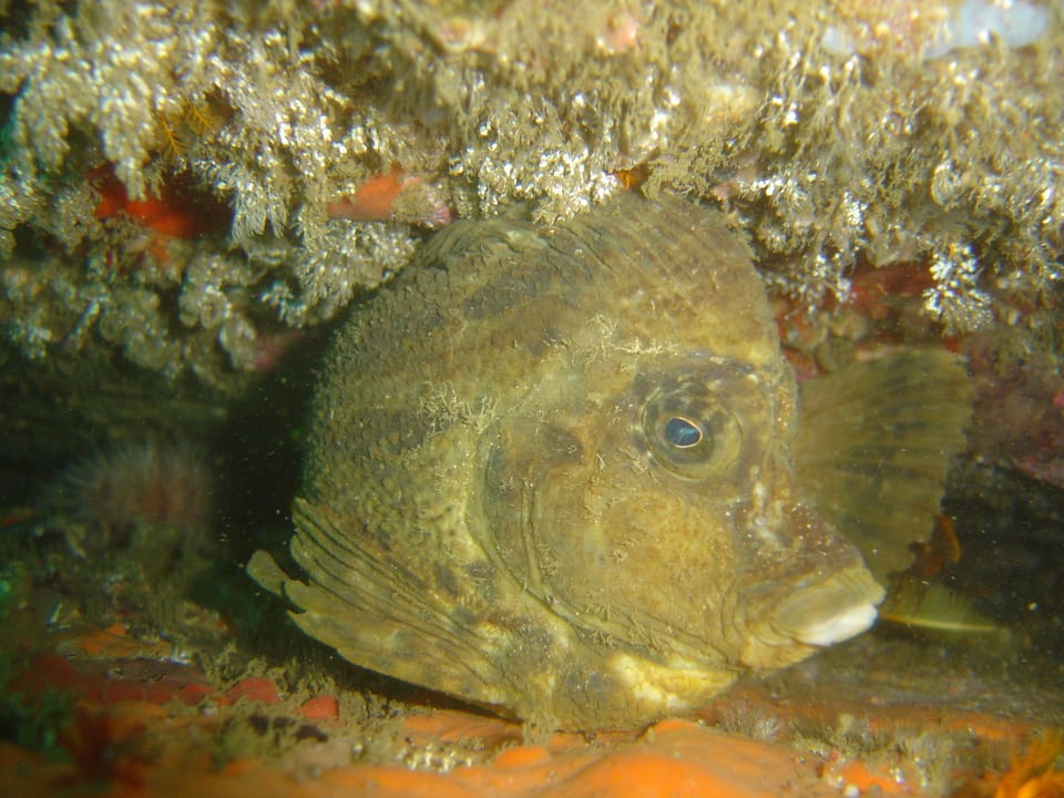 ภาพประกอบของ ปลา torvus (Congiopodus torvus)